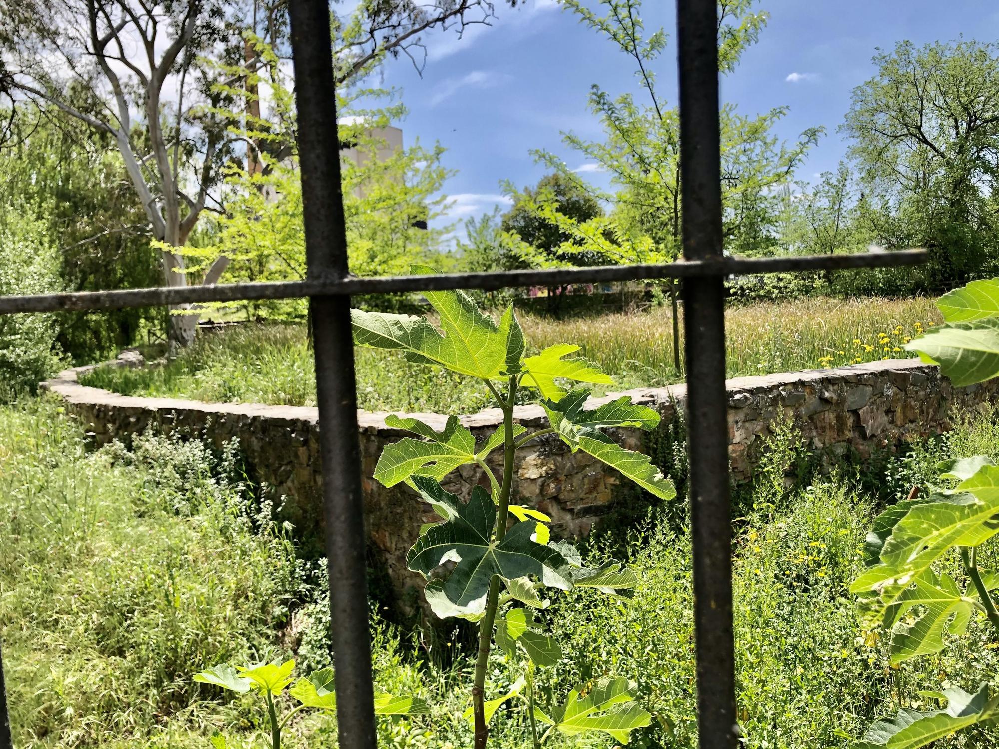 Higuera en la Ribera del Marco.