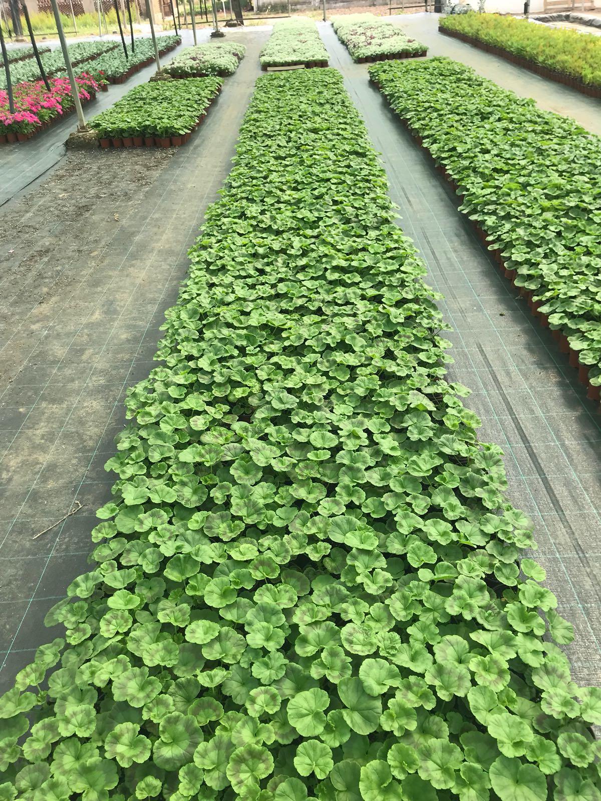 La Diputación de Cáceres distribuirá 48.000 plantas de diez especies diferentes en su Campaña de Primavera para embellecer municipios La Diputación de Cáceres distribuirá 48.000 plantas de diez especies diferentes en su Campaña de Primavera para embellecer municipios