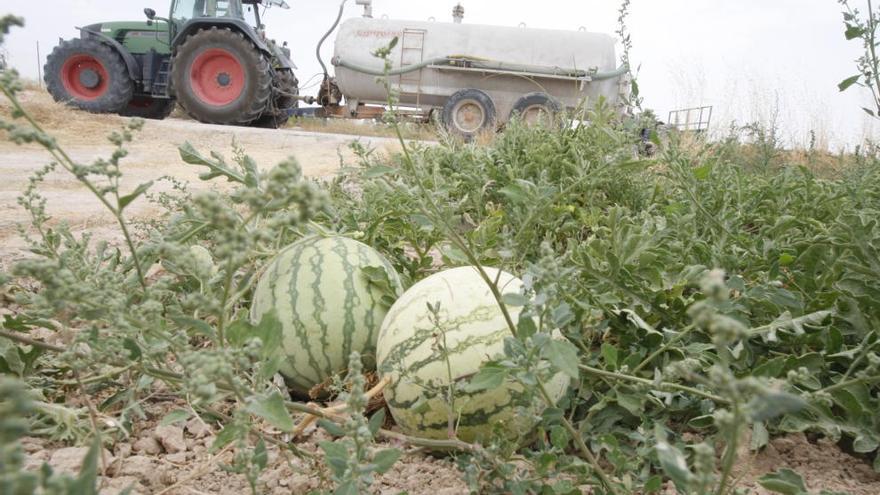 El &#039;Melón de Torre Pacheco-Murcia&#039; ya tiene denominación protegida