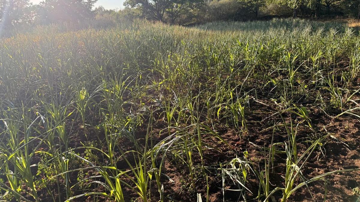 Plantaciones de maíz para forraje afectadas por la sequía.