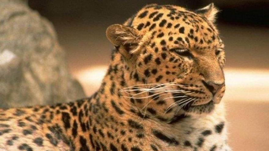 Venezuela: Matan a un leopardo para alimentarse y abandonan su cabeza en la calle