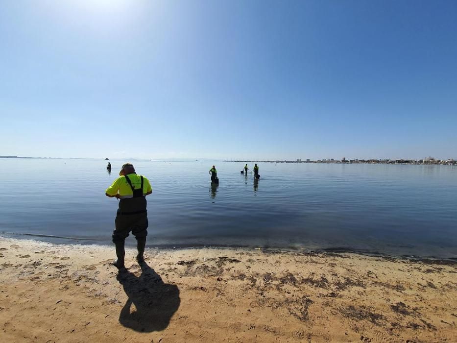 Mar Menor, una laguna sin vida