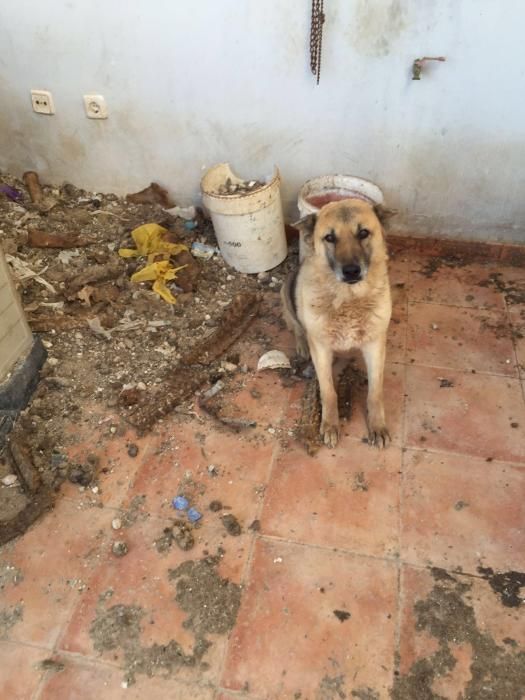 Rescatan a cuatro perros en La Aljorra