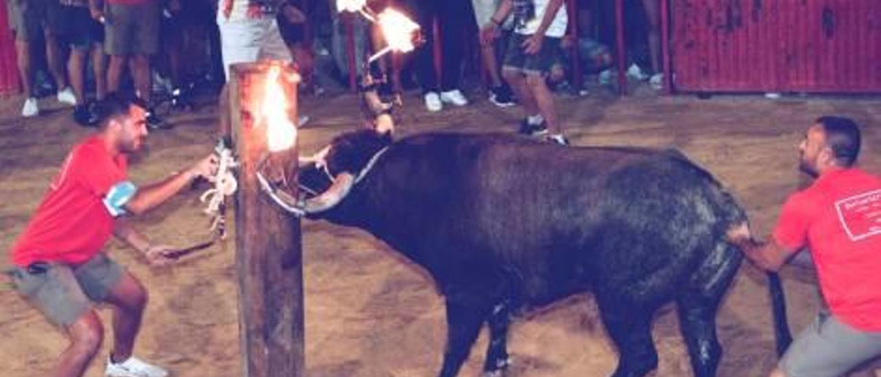 La Peña Taurina de Albalat dels Sorells exhibió dos imponentes Cuadris.