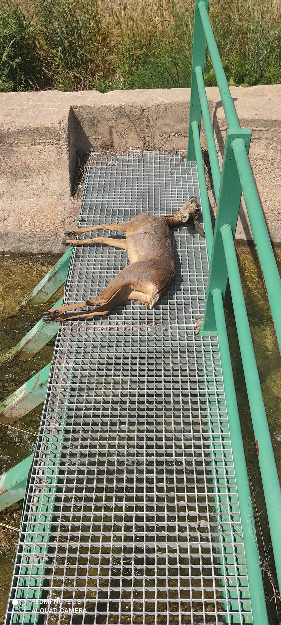 Un corza ahogada en el canal.