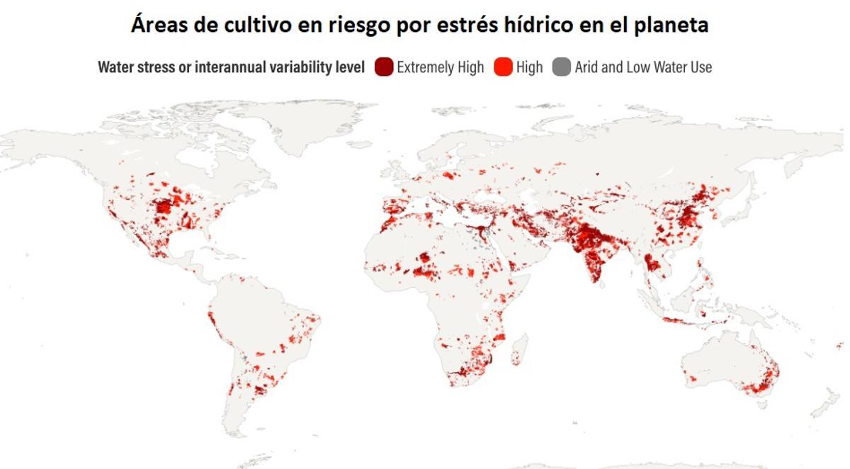 Zonas mundiales de cultivo en riesgo por estrés hídrico