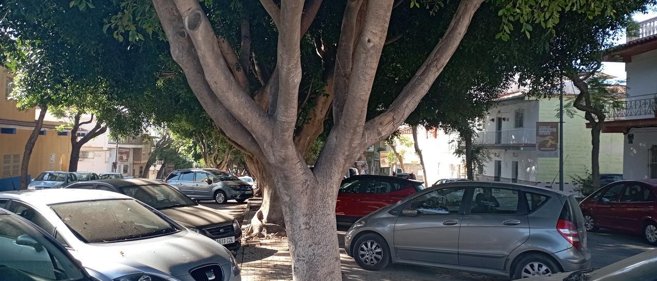 Coches a ambos lados de la hilera central de ficus en la avenida Pepita Durán, esta semana.