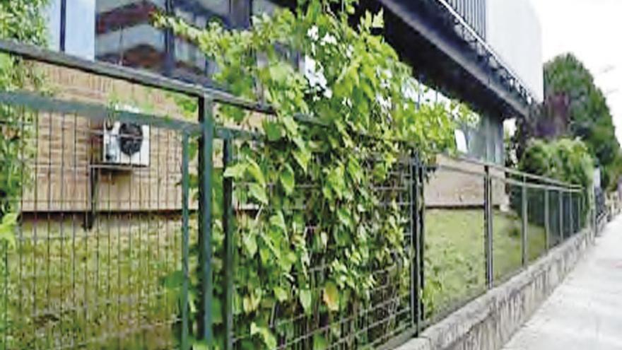 La especie &quot;Fallopia japonica&quot; localizada en un jardín del Centro Aimen en Torneiros.