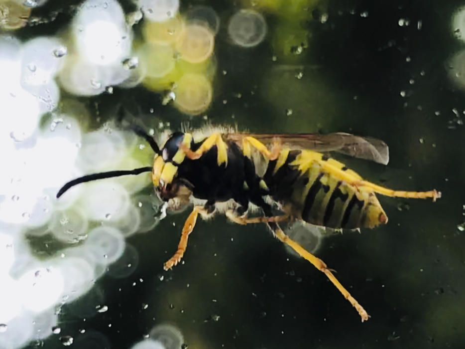 Abella. L'abella és un insecte de l'ordre dels himenòpters de la família dels àpids. La funció sensorial de les antenes de les abelles és molt important, ja que possibiliten la percepció de les olors, gustos, vibracions de l’aire i el grau d’humitat.