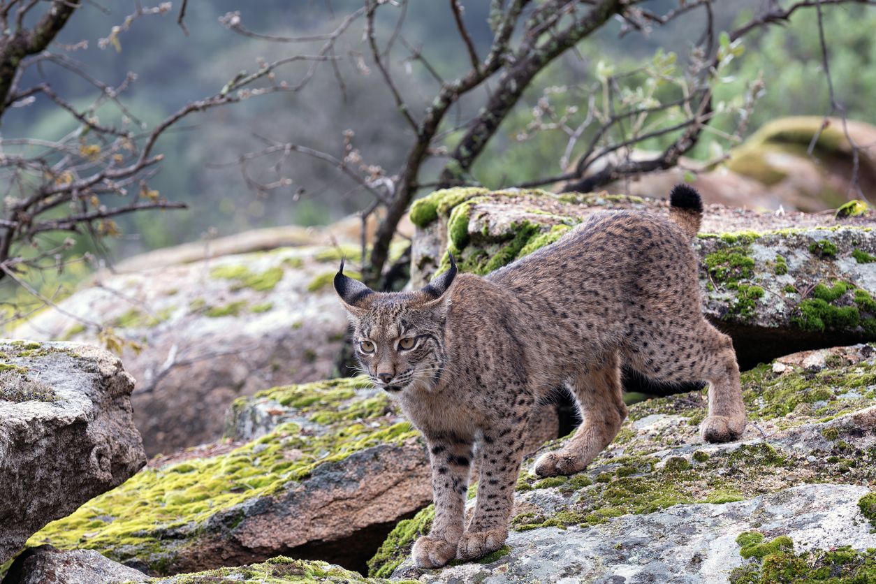 La Sierra de Andújar es uno de los mayores santuarios de lince ibérico