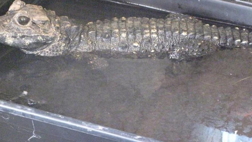 El SEPRONA incauta 40 especies de reptiles en una vivienda de Alicante