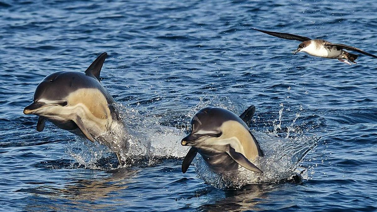 El delfín común es una especie más escurridiza que el mular o arroaz. |   //  BDRI