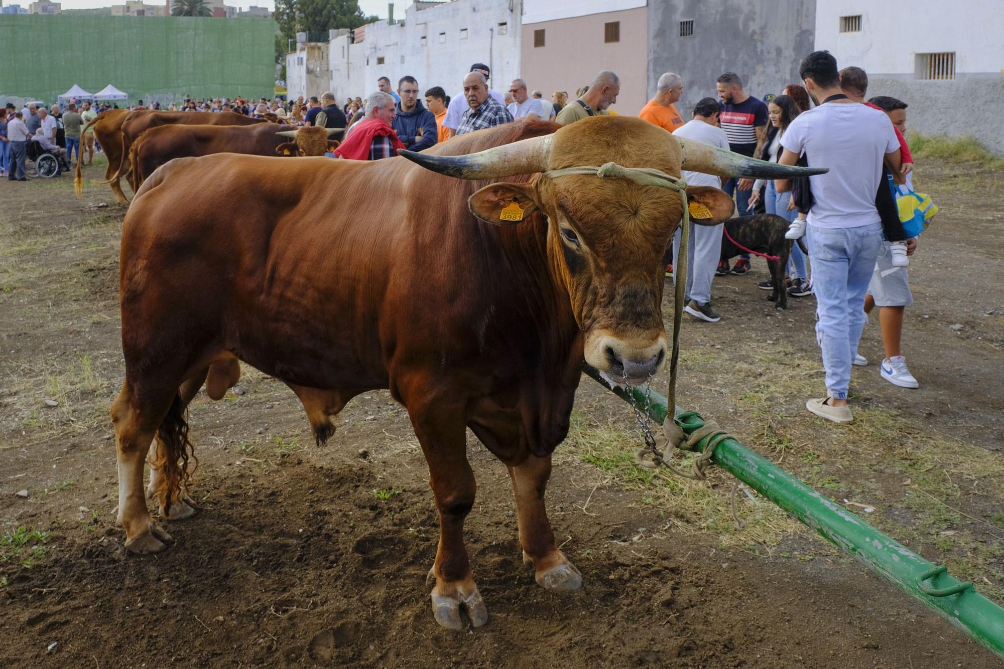 Feria de ganado y procesión en Jinámar