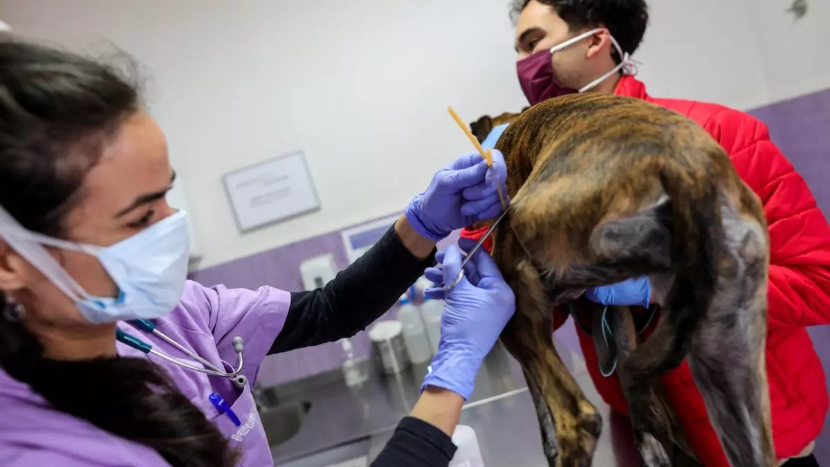 Los trastornos intestinales afectan a tres de cada diez perros y gatos, que son cada vez más longevos
