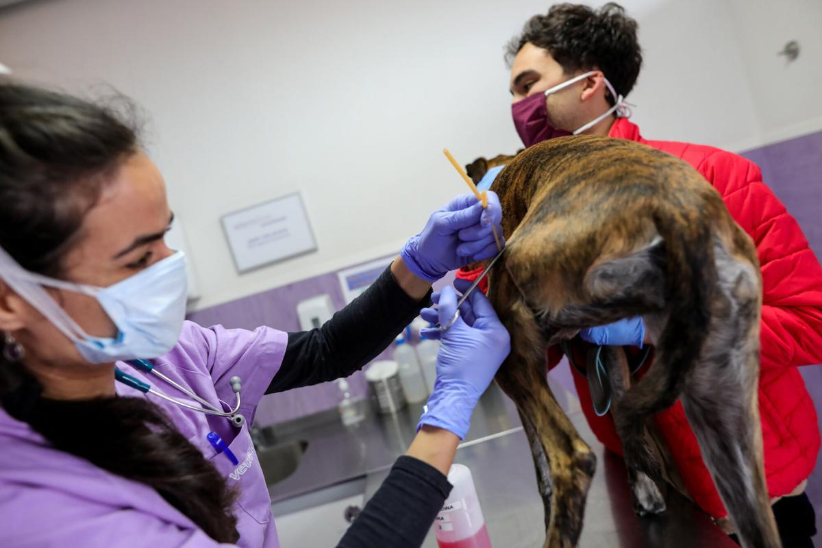 Una sentència pionera avala faltar a la feina per una urgència veterinària