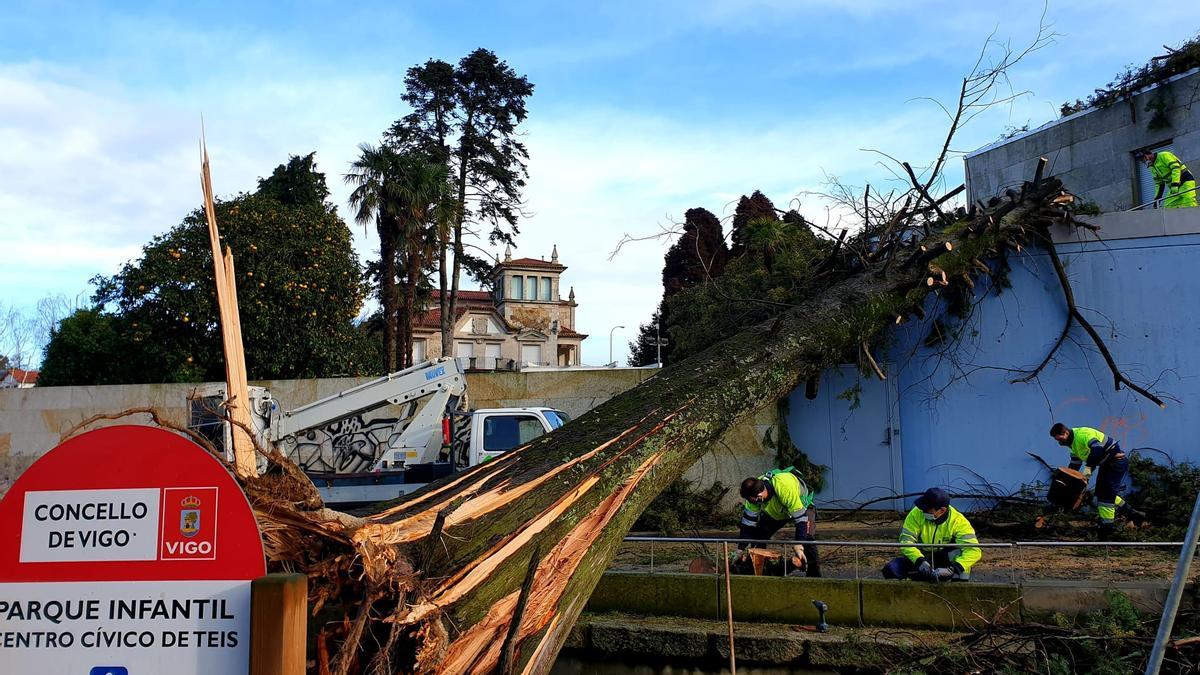 Operarios municipales trabajan para retirar el árbol caído en Teis. // Marta G. Brea