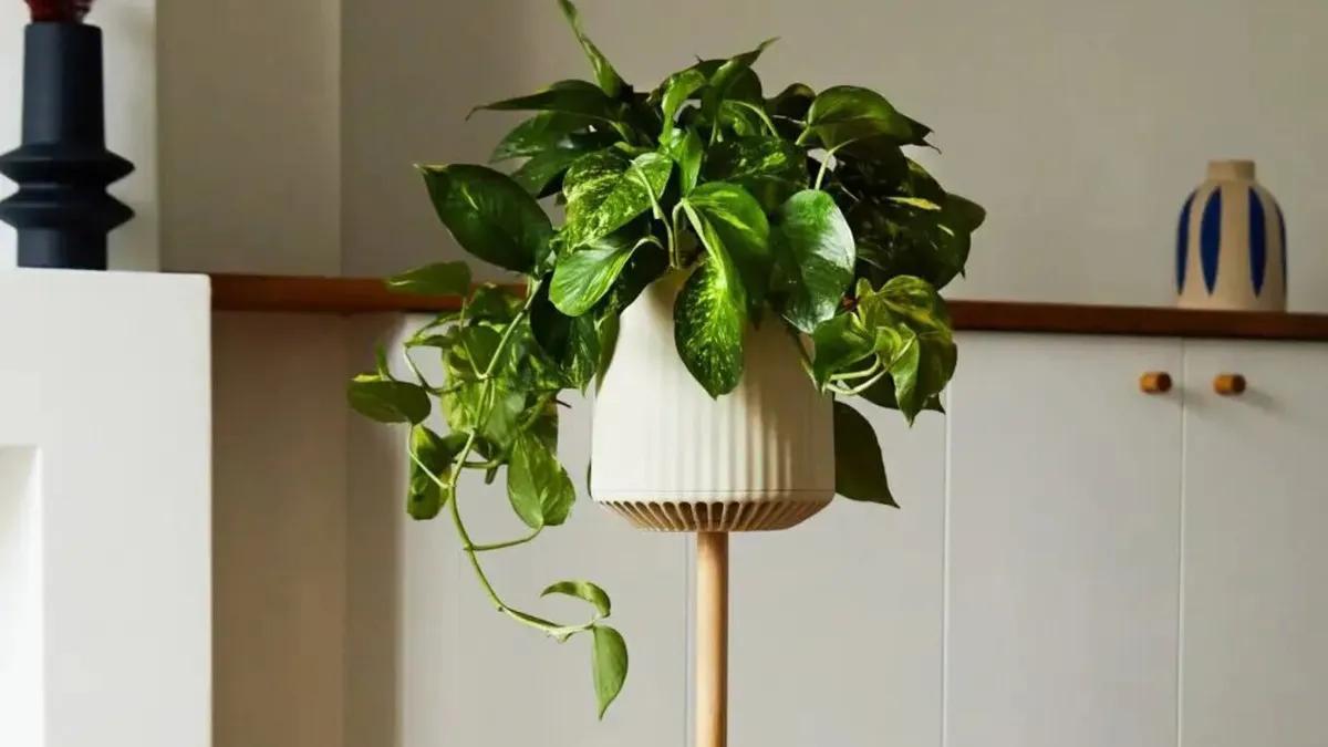 Si tienes un poto en casa, descubre cómo y cuándo regar esta planta de interior