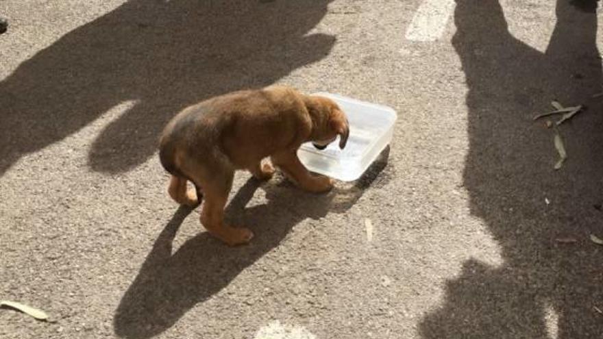 El cachorro rescatado el viernes en Fernando Ferrando.