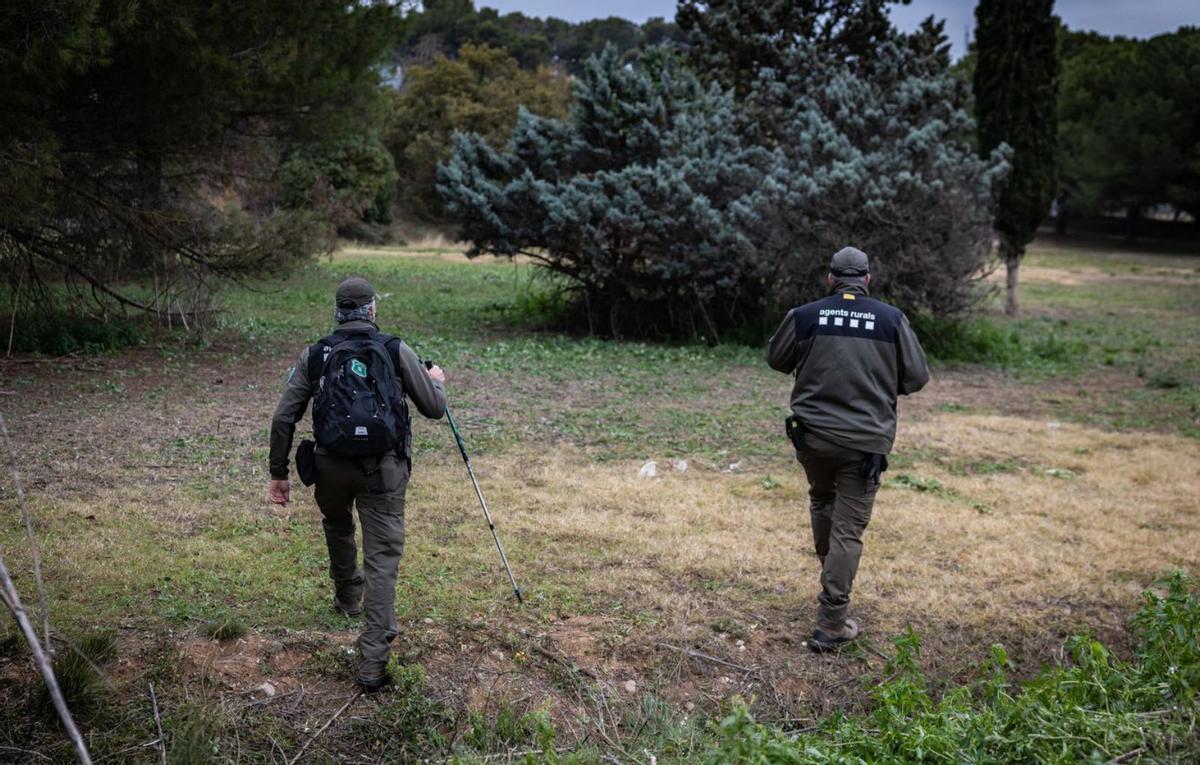 Els Agents Rurals faran captures amb gàbies fora de la zona zero