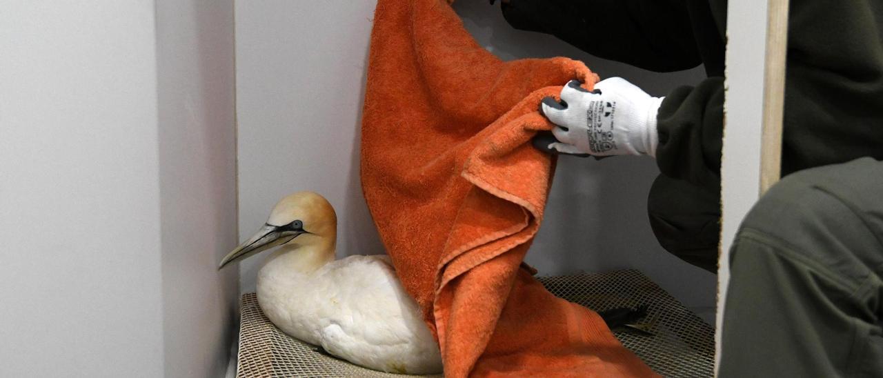 Un alcatraz en el centro de recuperación de fauna de Pontevedra.