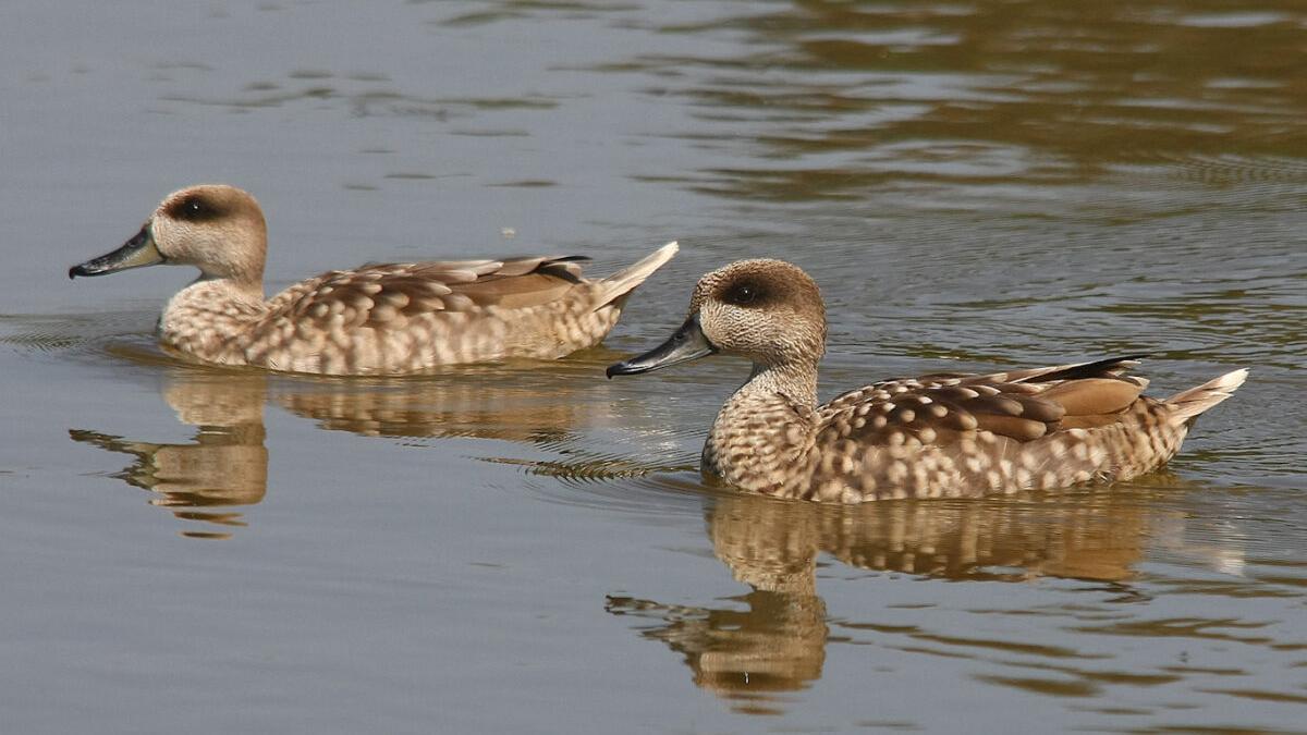 Primeros signos de esperanza para la cerceta pardilla, el pato más amenazado