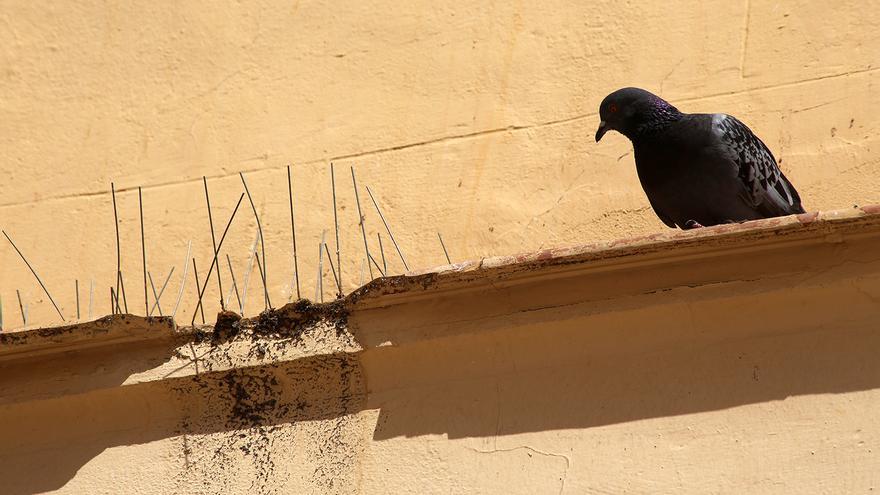 El Ayuntamiento de Montilla utilizará rapaces para reducir el número de paloma