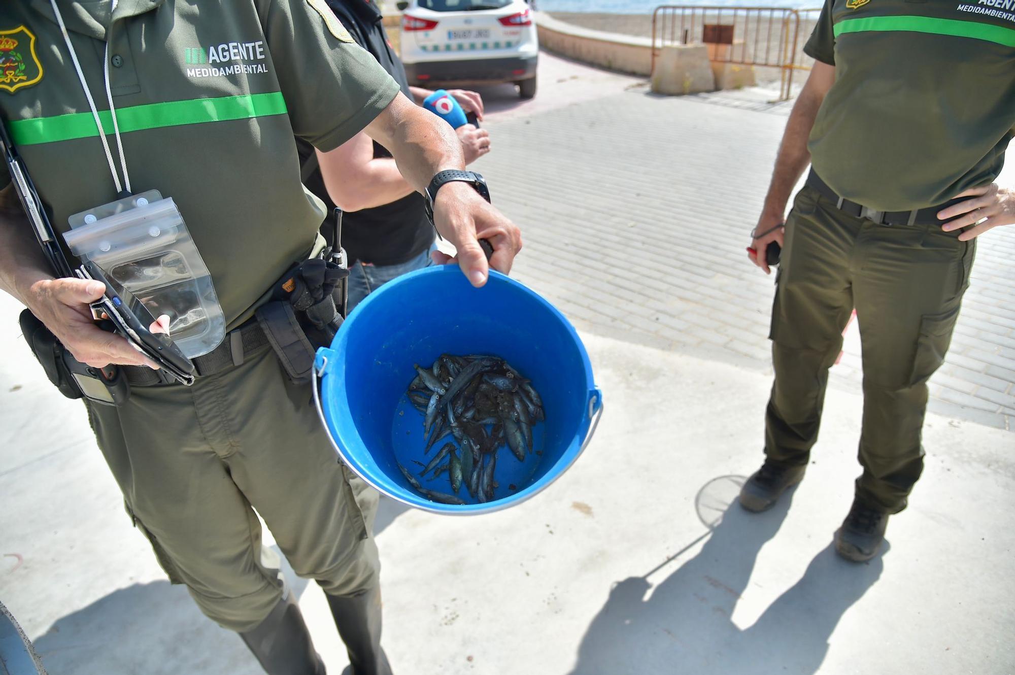 Peces muertos en el Mar Menor: aparecen ejemplares sin vida en Santiago de la Ribera