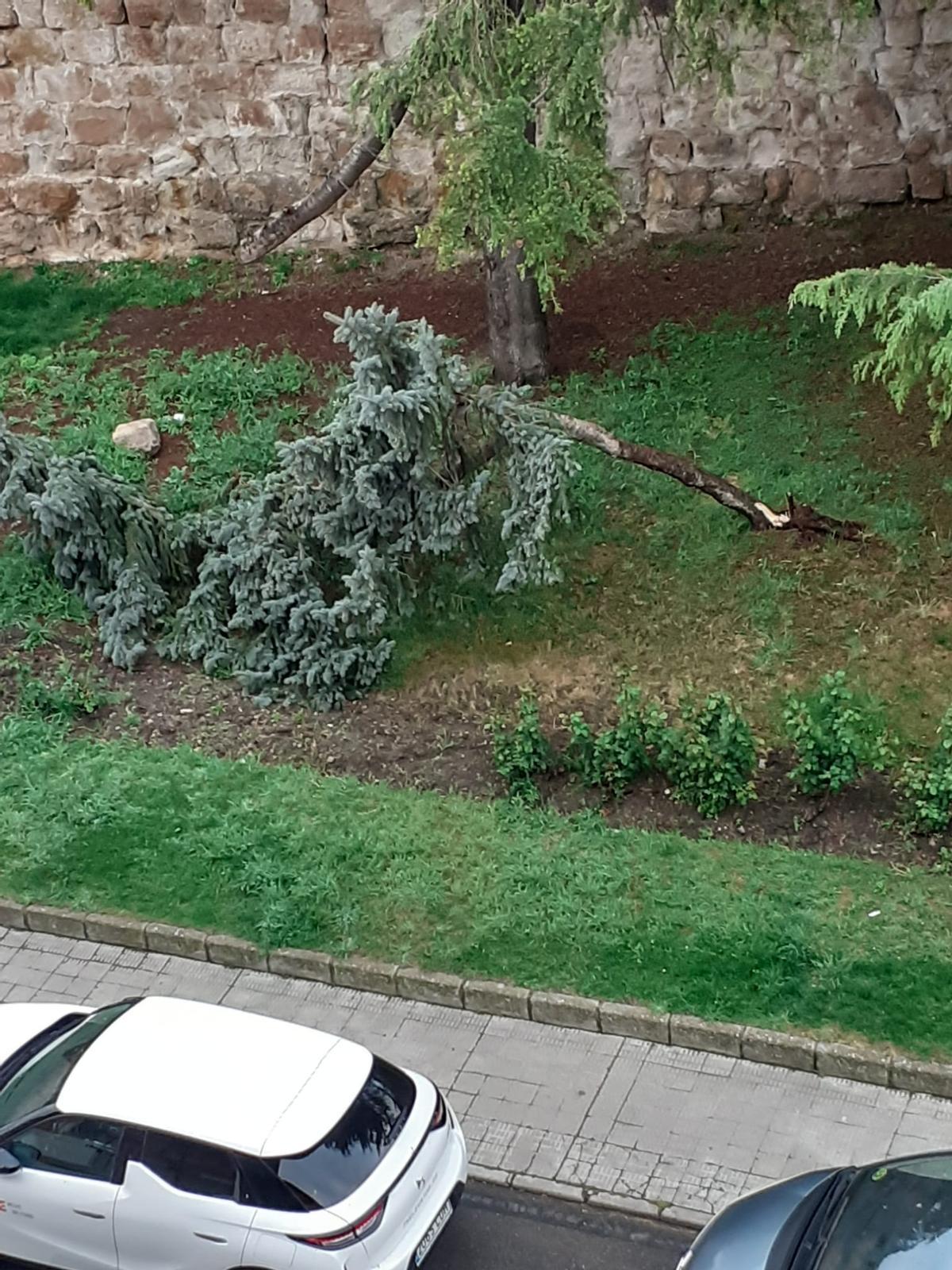 Árbol caído el jardincillo de Zamora