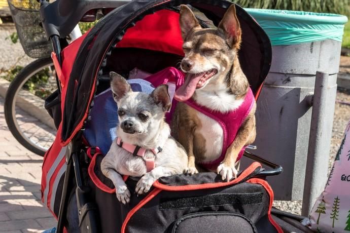 II Feria de Mascotas en Maspalomas