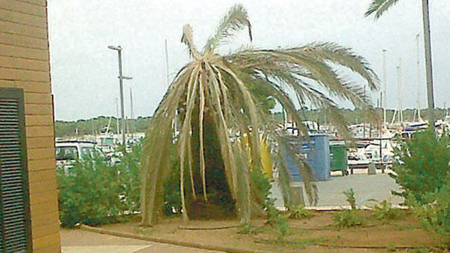 Palmera con síntomas de estar afectada por picudo rojo.