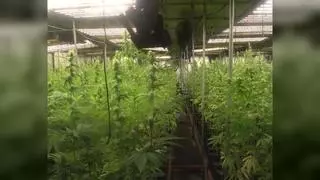 Cae una red que exportaba marihuana desde Girona y blanqueaba el dinero comprando casas de lujo