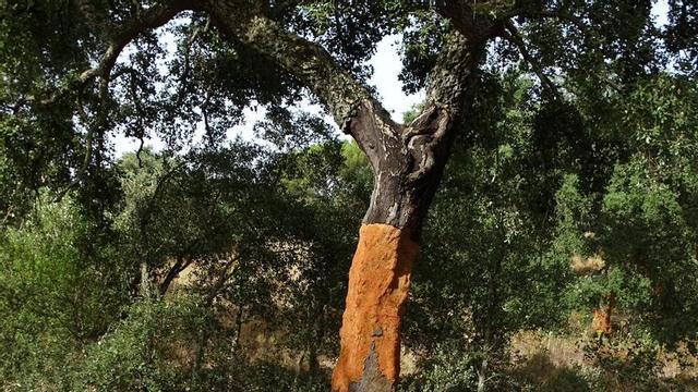 Un alcornoque recién descorchado en Trassierra en una saca. | CÓRDOBA