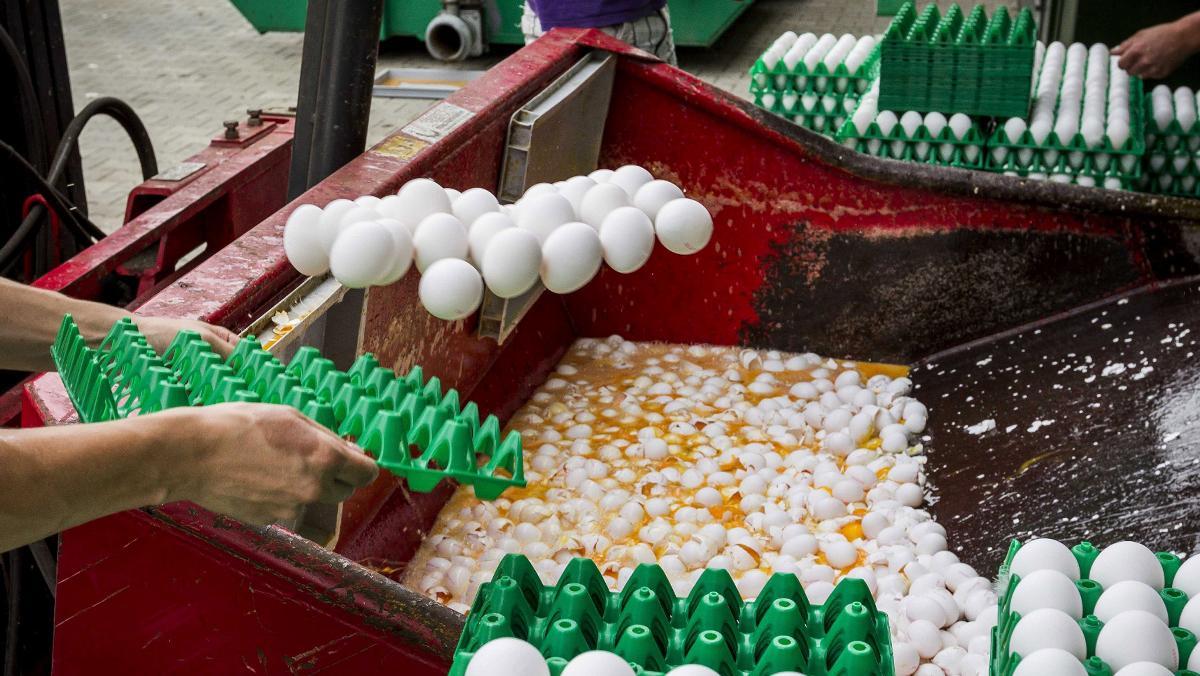 Holanda destrueix la seva producció. França, el Regne Unit, Suïssa i Suècia analitzen ous pel cas del fiproni.