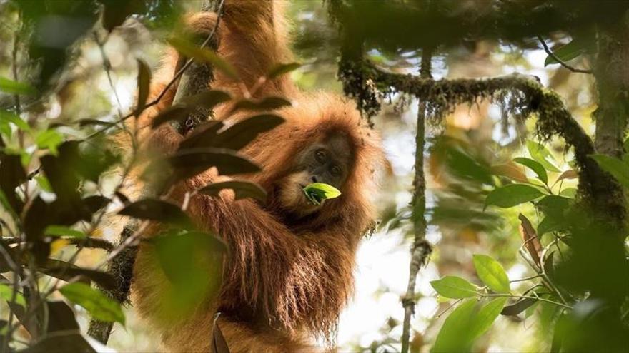 Discrepancias por el número de orangutanes