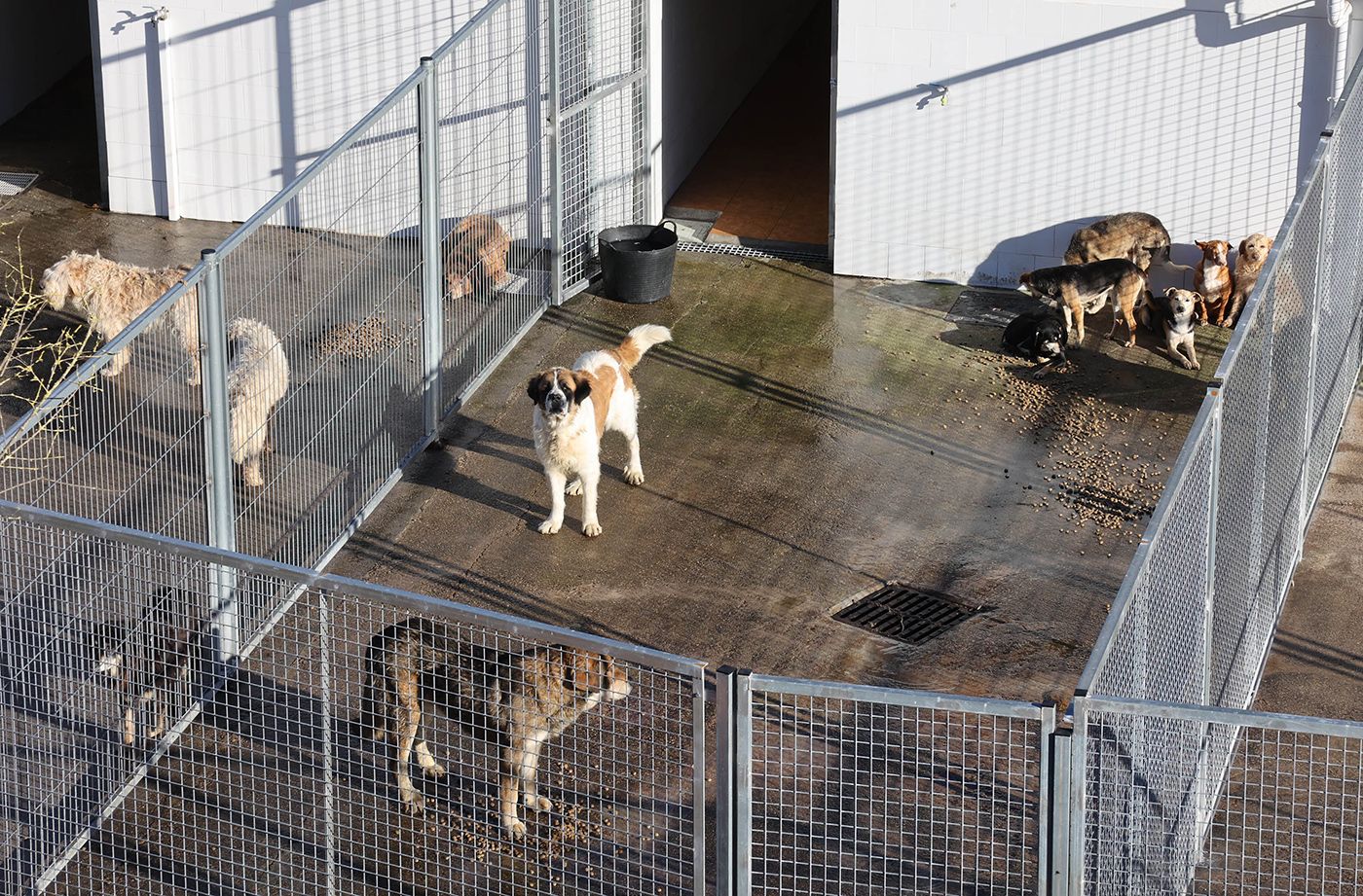 Algunos de los perros que se encuentran en la actualidad en las instalaciones de la protectora viguesa.  Alba Villar (1).jpg