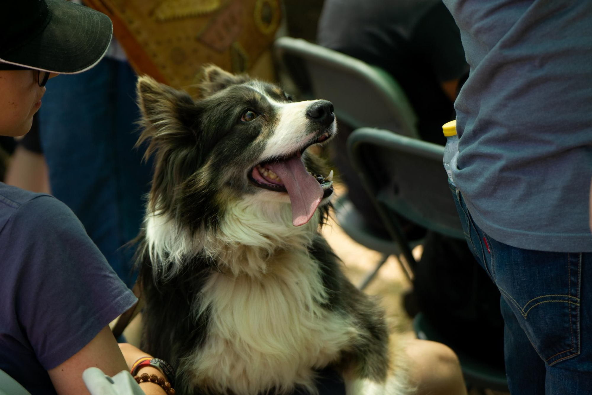 FOTOGALERÍA: Las imágenes del concurso de perros pastores de Ares del Maestrat