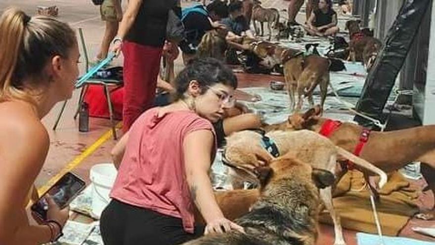 Recogida solidaria para las mascotas evacuadas por el incendio en Tenerife