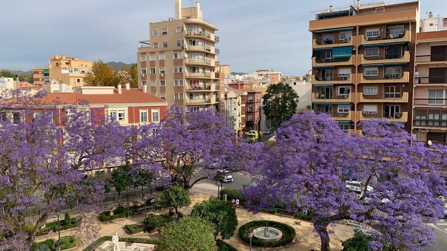 Con las jacarandas de Málaga, ‘manque’ manchen