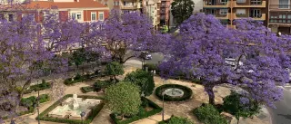 Con las jacarandas de Málaga, ‘manque’ manchen