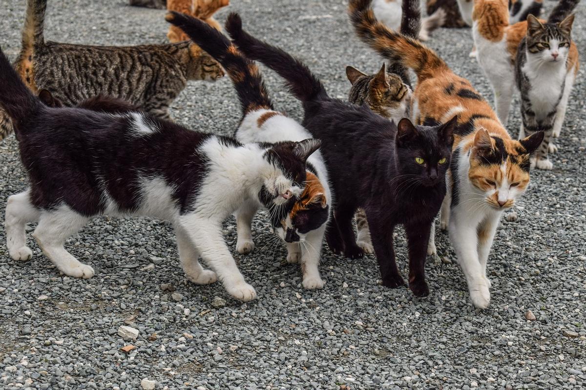 Manada de gatos callejeros