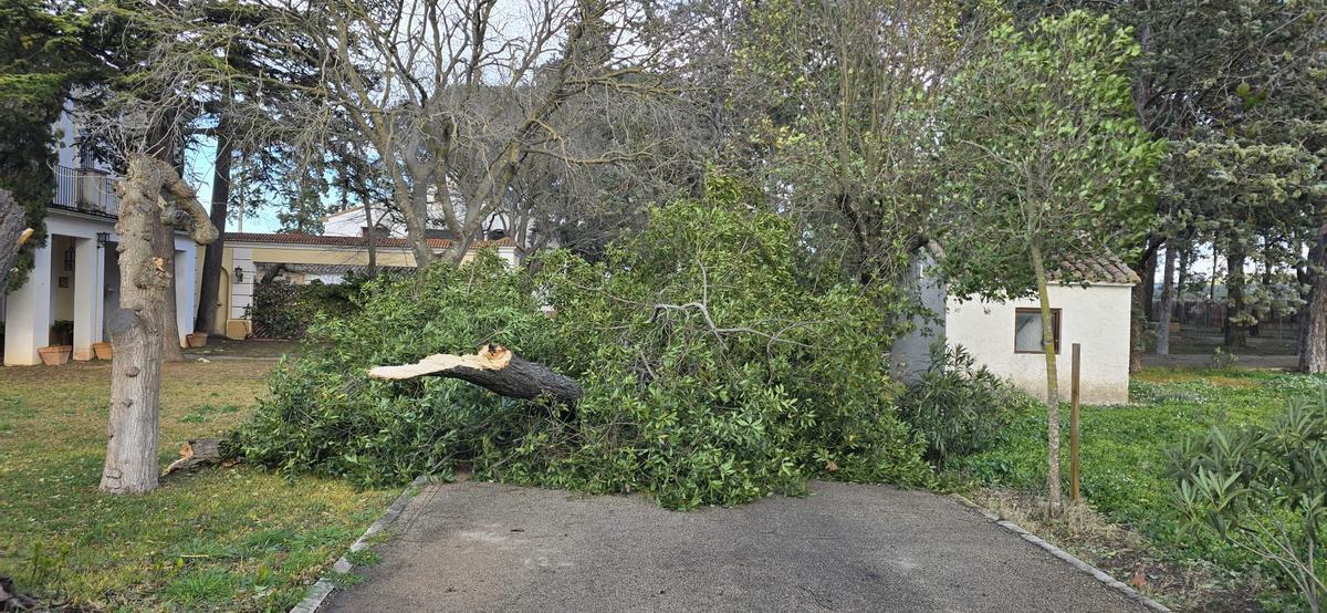 Árbol partido por el temporal en Fontanars.