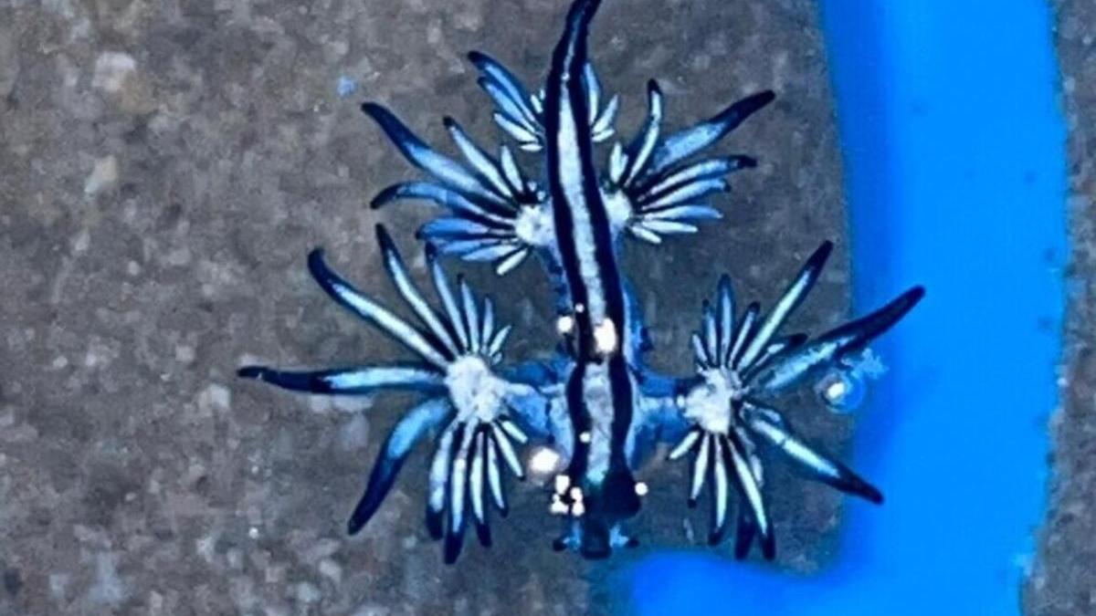 Ejemplar de dragón azul hallado en la playa de La Mata