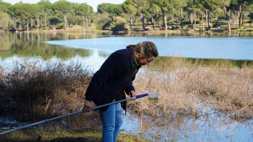 Aumenta la densidad de mosquitos transmisores del virus del Nilo en Huelva y Sevilla con el arranque de la primavera