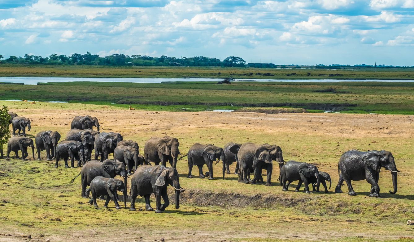 Los elefantes son los verdaderos protagonistas en Botsuana.