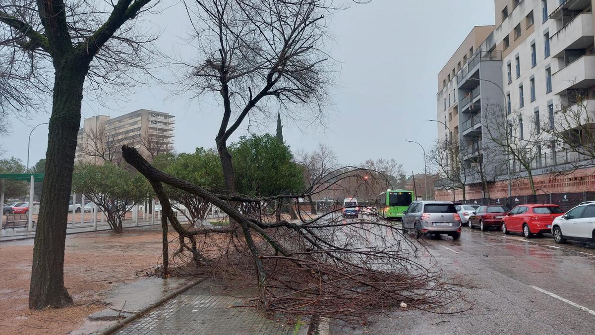 Caídas de ramas en Córdoba, esta mañana.