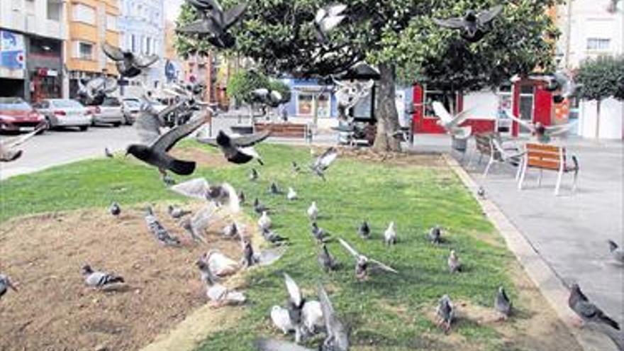 La invasión de las palomas