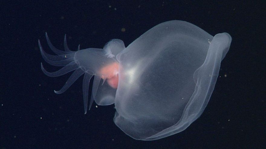 Descubren una extraña criatura fantasmal desconocida en lo profundo del océano