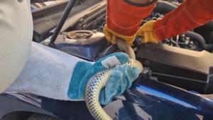 Así ha sido el rescate de una culebra atrapada en el motor de un coche