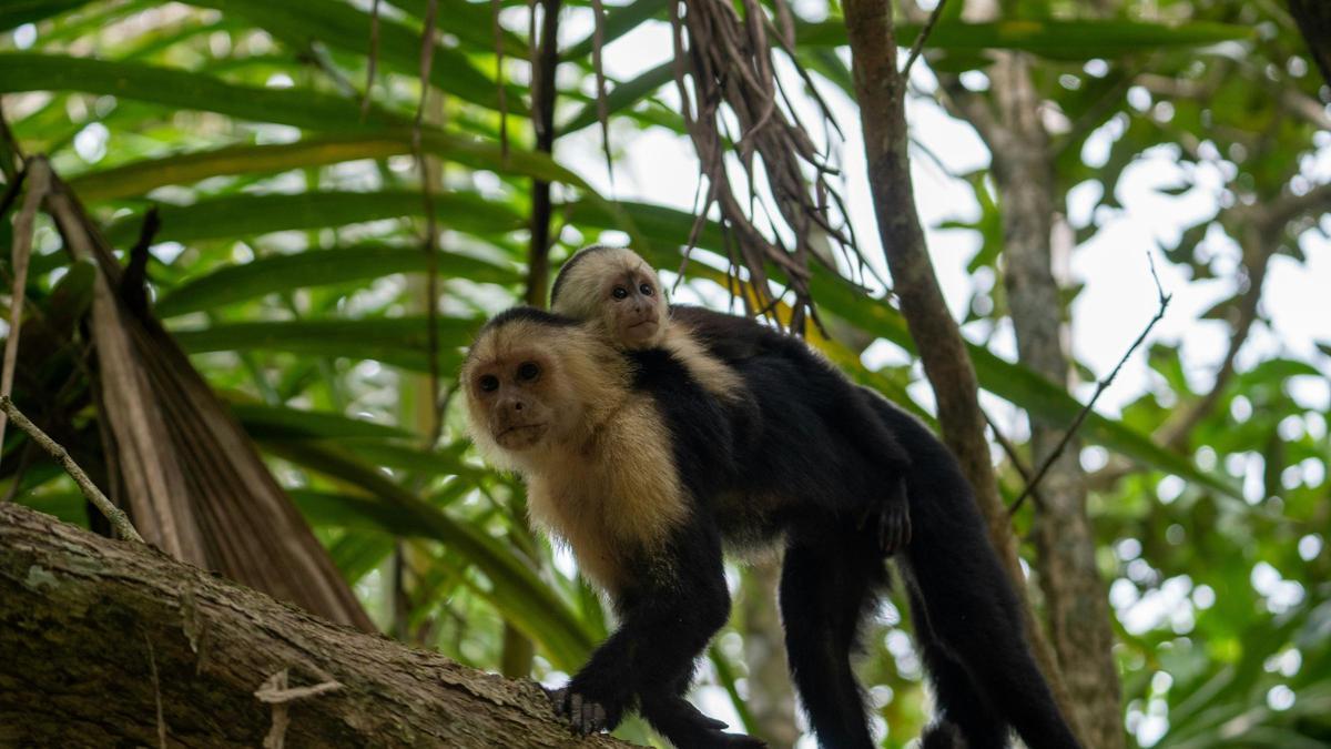 Los monos son el principal habitante de estos bosques