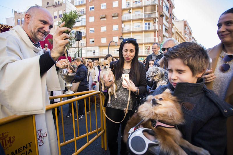 Bendición de animales por Sant Antoni del Porquet